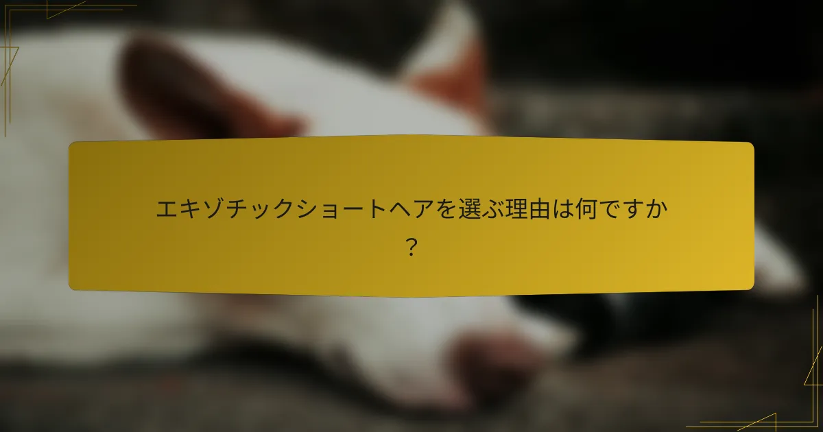 エキゾチックショートヘアを選ぶ理由は何ですか?