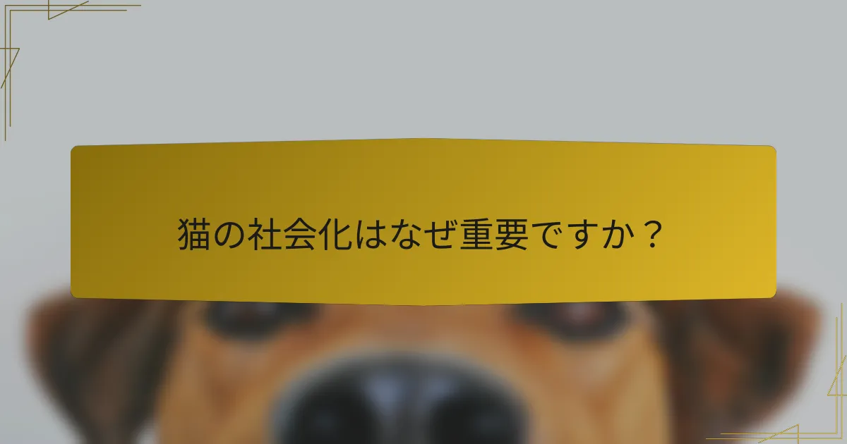 猫の社会化はなぜ重要ですか?